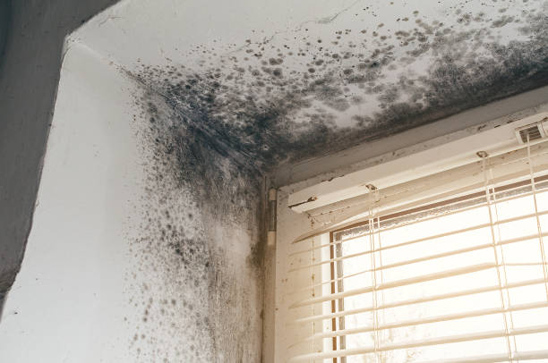 Affordable Mold Cleanup solutions in Chester, VA